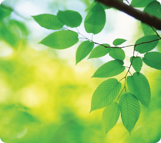 Muismat Fellowes natuur collectie bladeren afbeelding